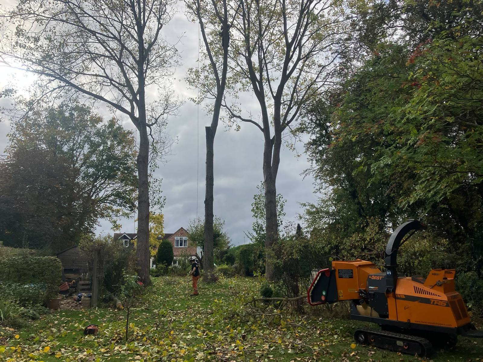 Poplar removal in Cropwell Bishop — photo 1