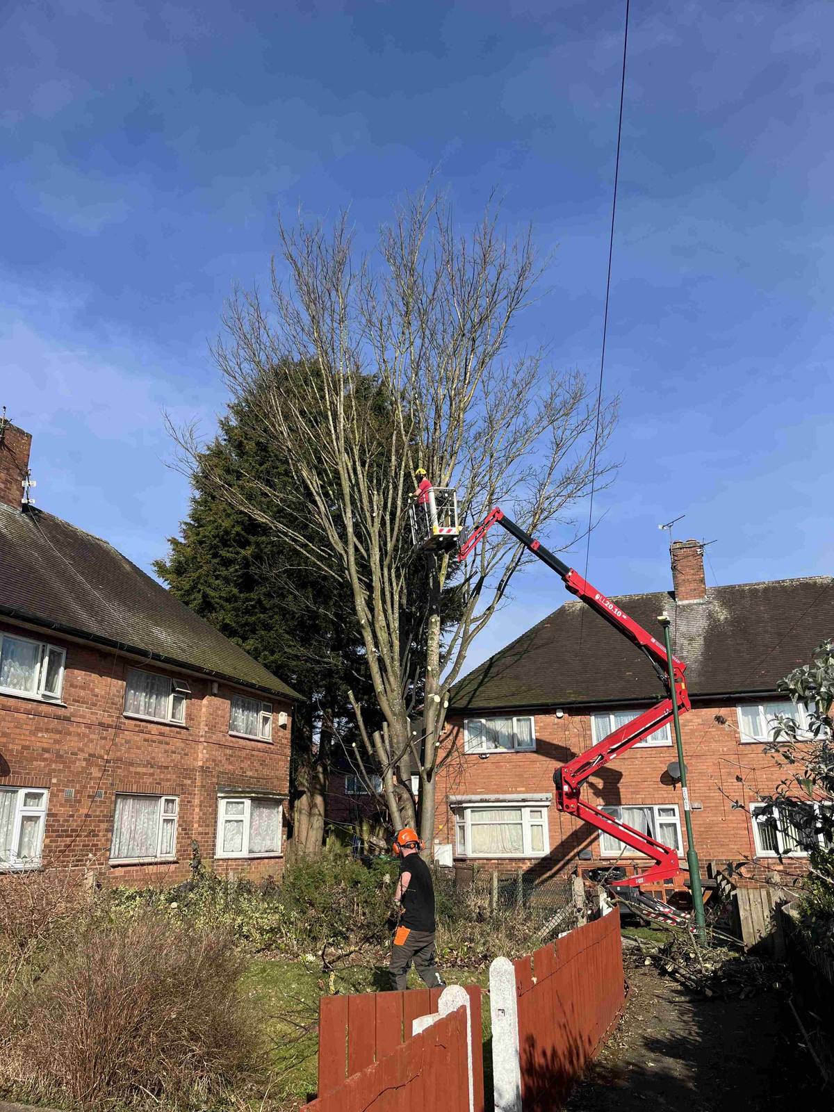 Cherry picker and ground crew working on a tall garden tree